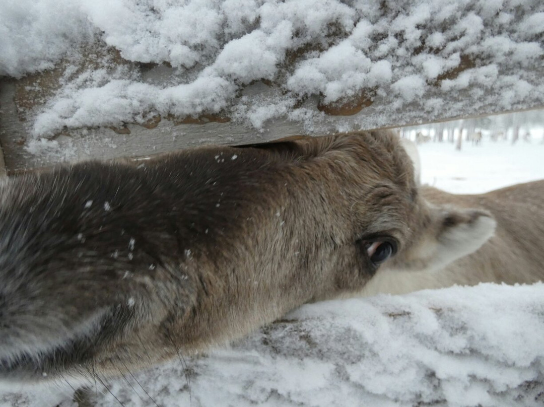 Orbas Reindeer Farm景点图片