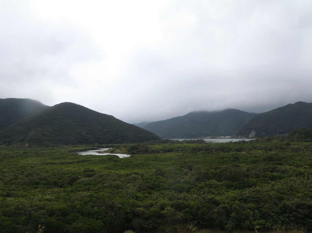 Mangrove Observatory景点图片