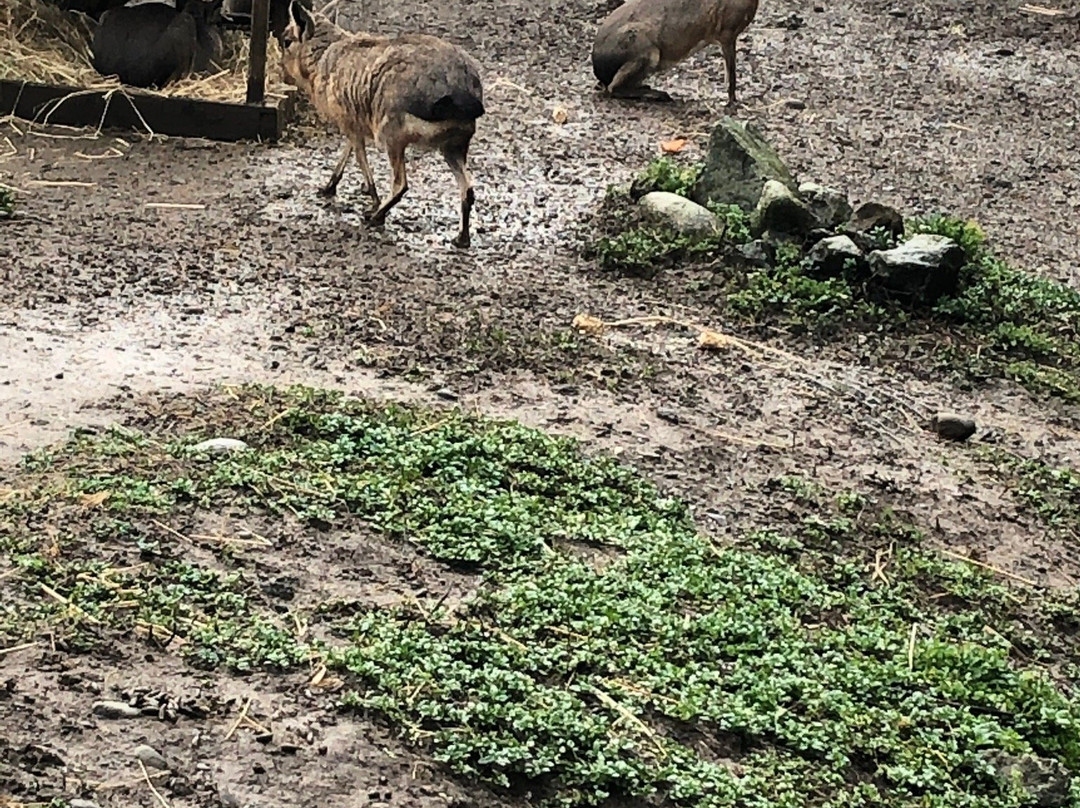 Sequoia Park Zoo景点图片