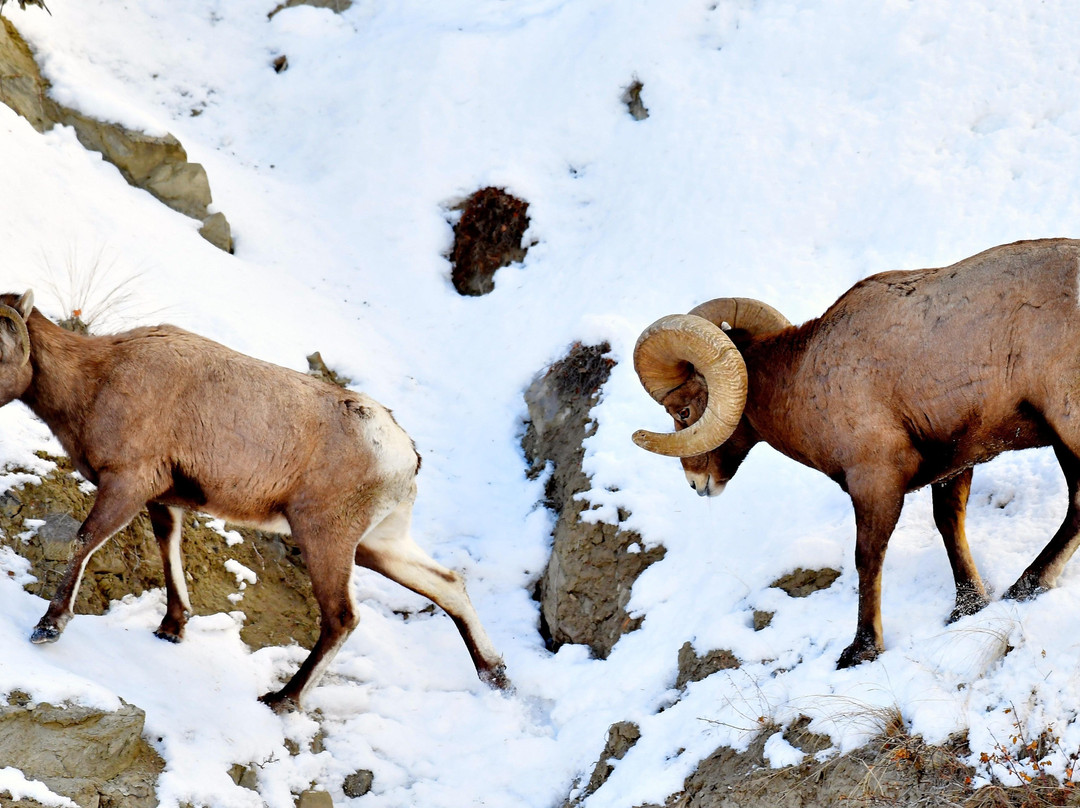 Yellowstone Adventure Tours-大斯凯必去景点
