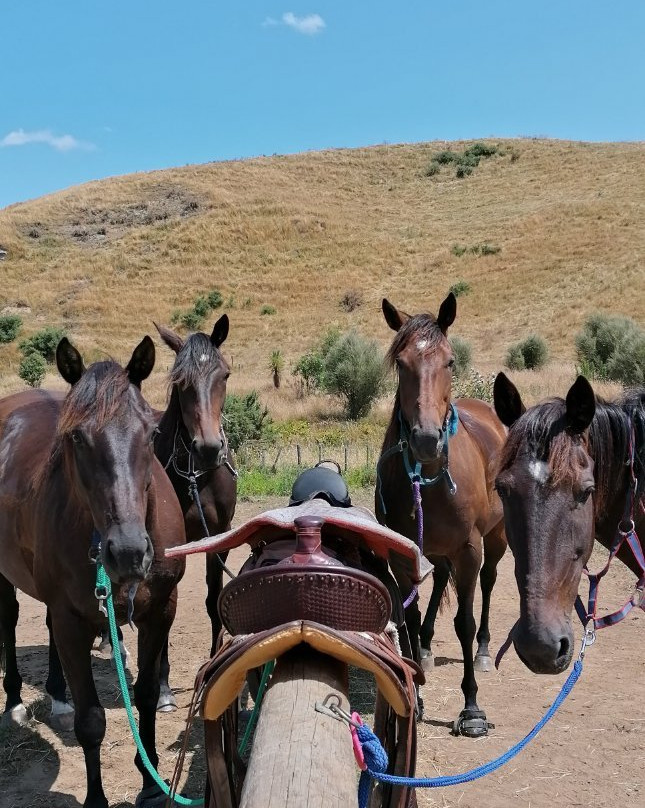 Stone Hill Horse Trek景点图片