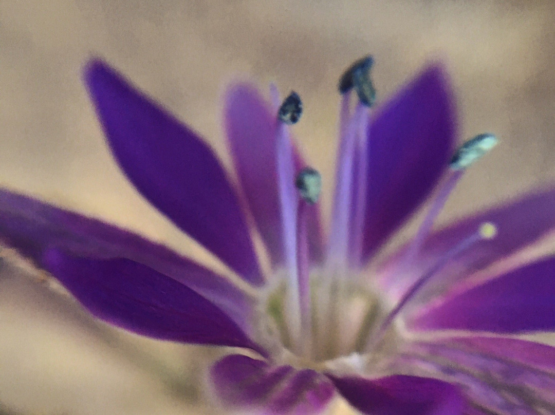 Cerro Pochoco-圣地亚哥必去景点