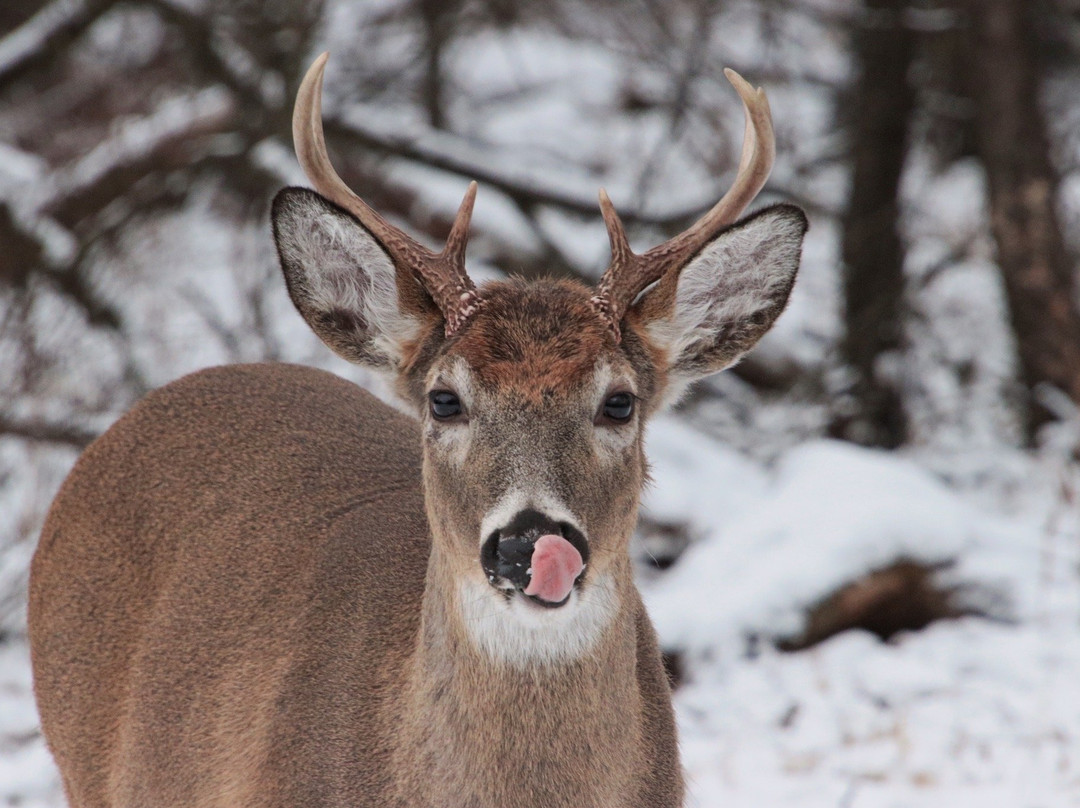 Schiller Woods-席勒公园必去景点