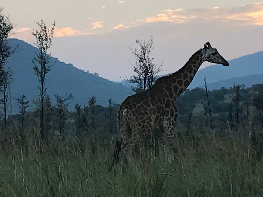 Ruma National Park-Homa Bay必去景点