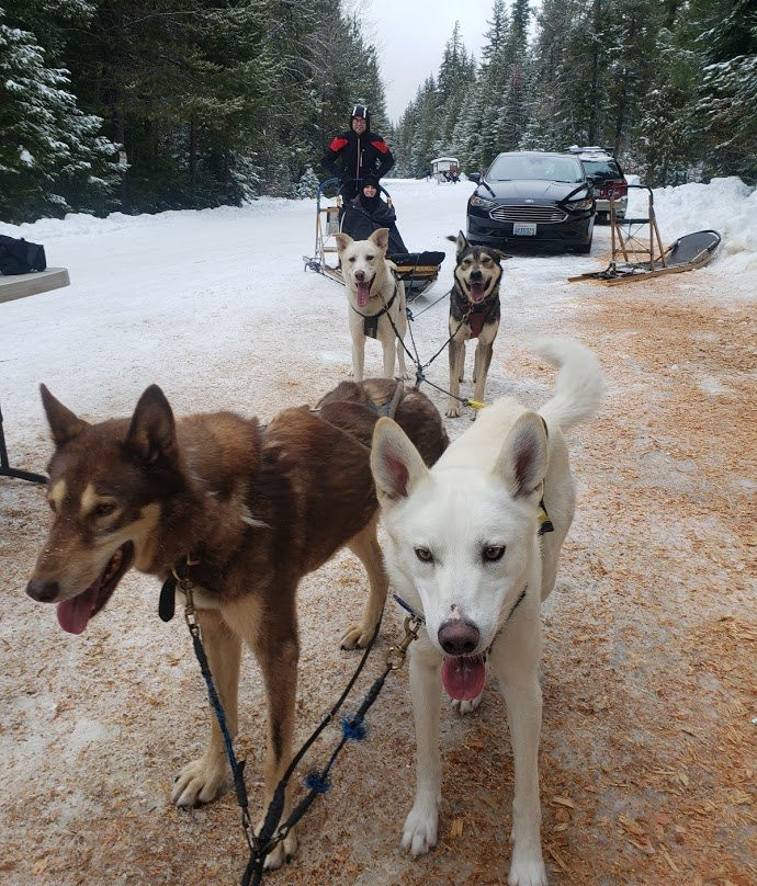 Northwest Dogsled Adventures景点图片