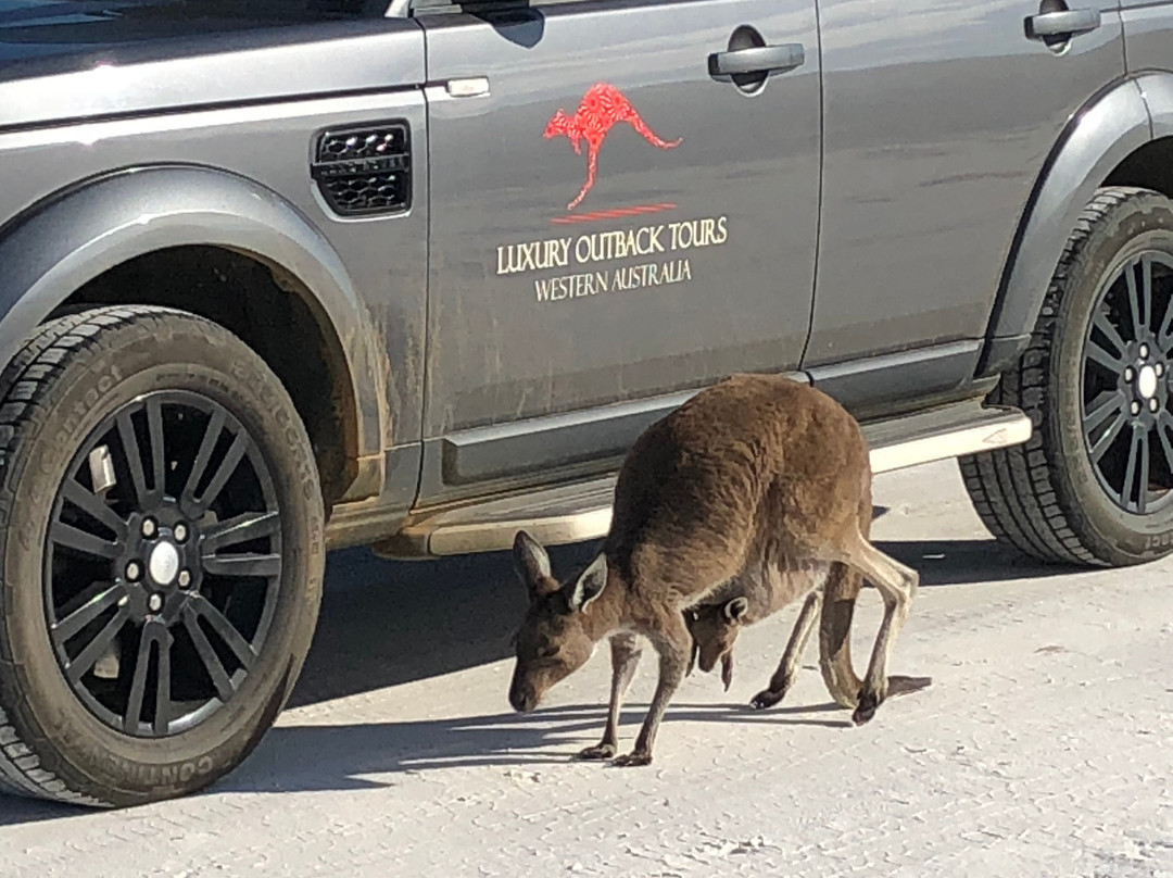 Luxury Outback Tours-珀斯必去景点