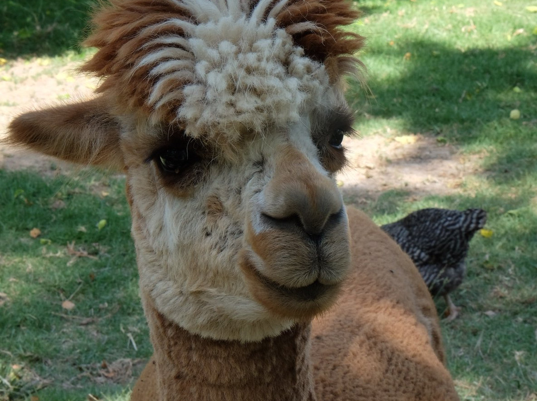 Rozendal Guest Farm主图