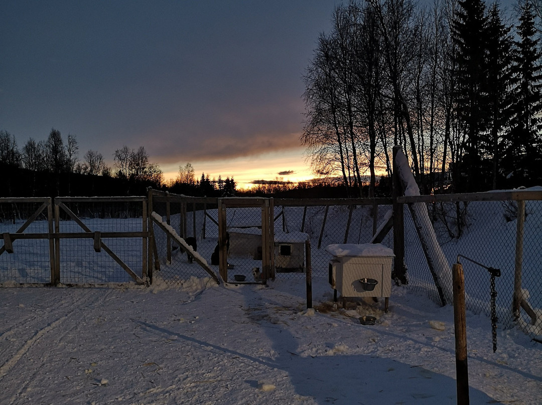 HORISONT HUSKY - Dogsled adventures and expeditions in the Arctic-阿尔塔必去景点