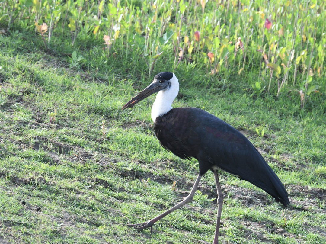 Munna Chambal River Safari Dholpur-Dholpur必去景点