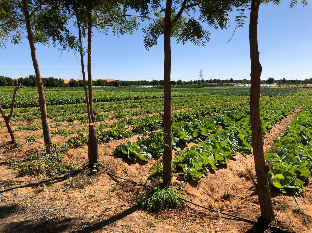 Emirates Bio Farm景点图片