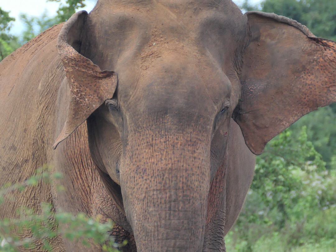 L S L Adventure Travels & Tours-Marawila必去景点