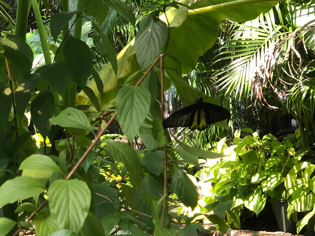 Bangkok Butterfly Garden and Insectarium景点图片