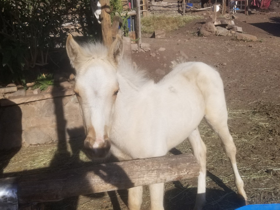 Cabalgatas Chiloe-Castro必去景点