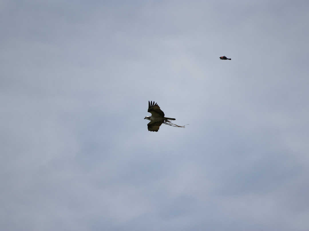 Tifft Nature Preserve-水牛城必去景点