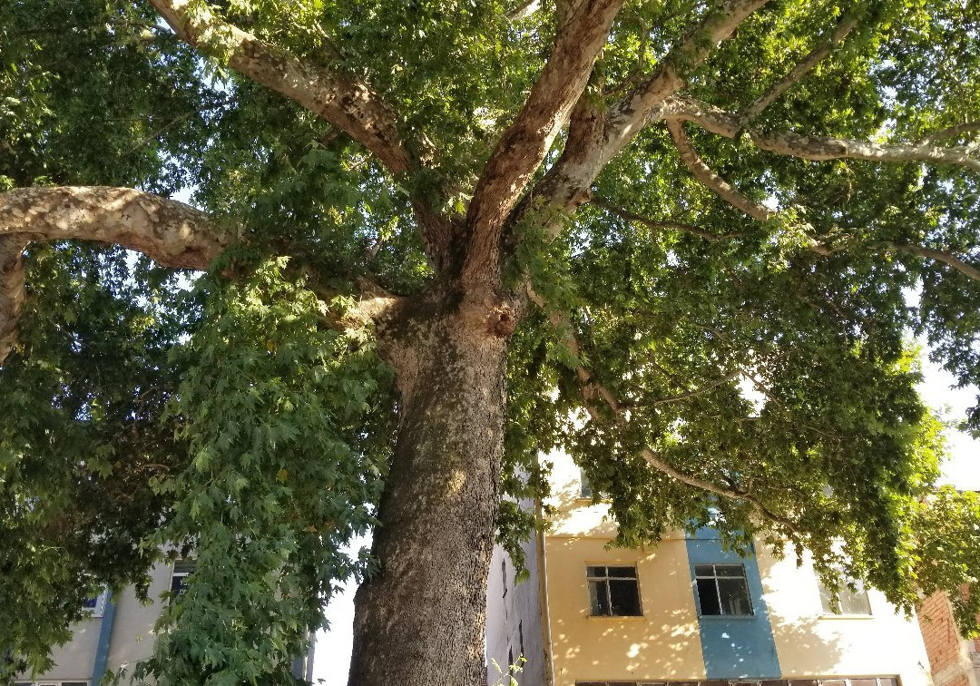 Tarihi Cinar Agaci-Vezirkopru必去景点