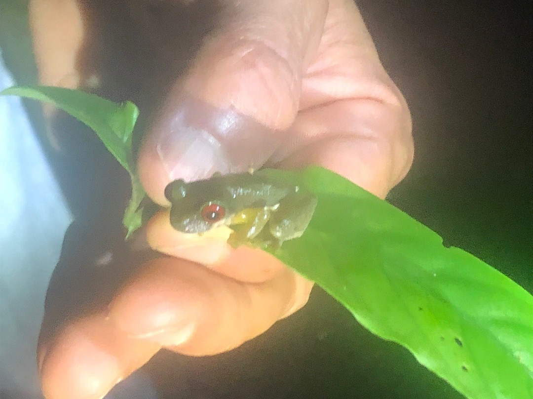 Coffee'N Jungle Night Tour-蒙特沃德必去景点