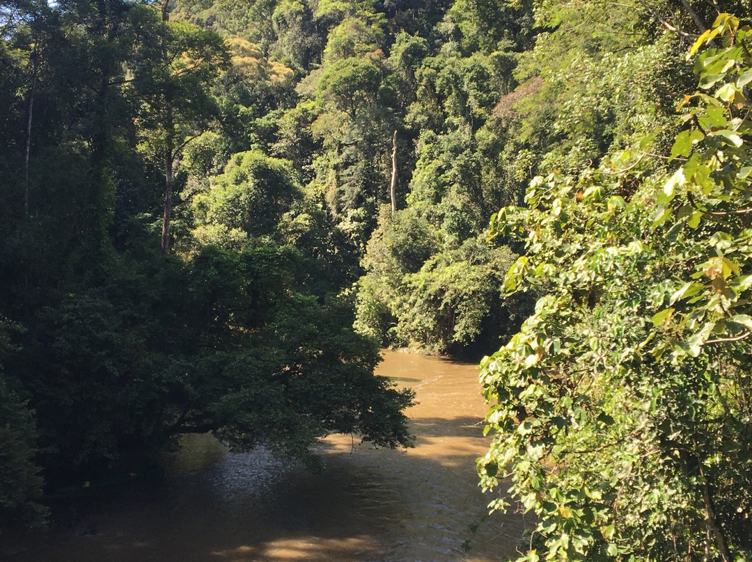 Ulu Temburong National Park景点图片
