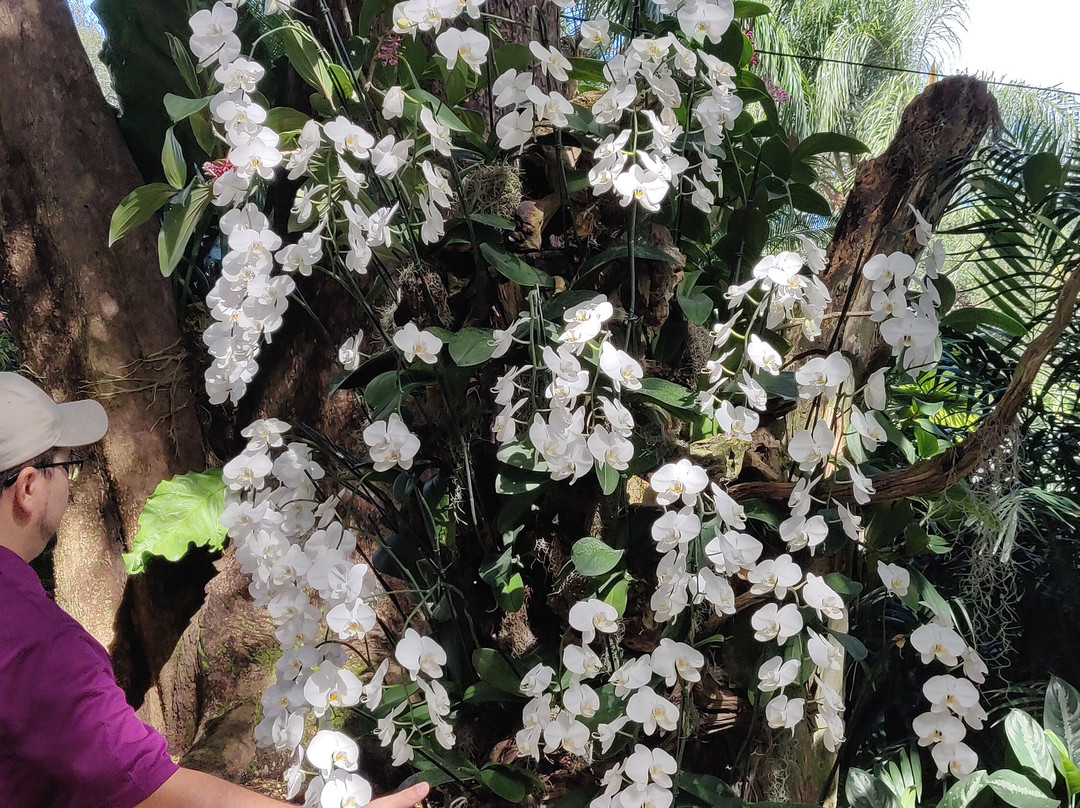 R.F. Orchids-霍姆斯特德必去景点