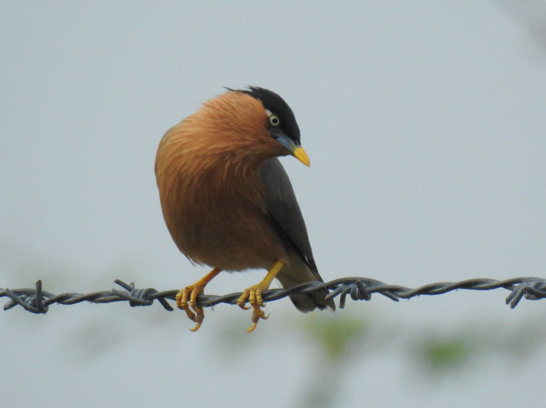 The Country Retreat Farmstay主图