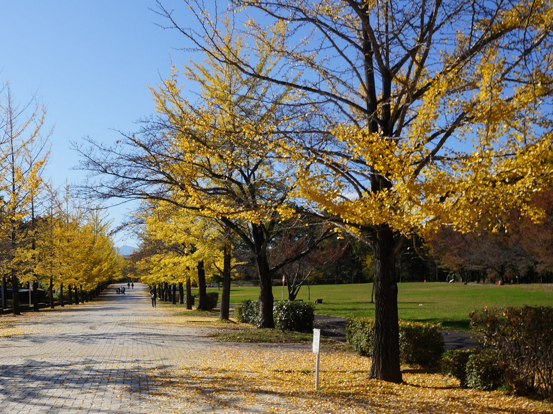 Chichibu Muse Park-小鹿野町必去景点