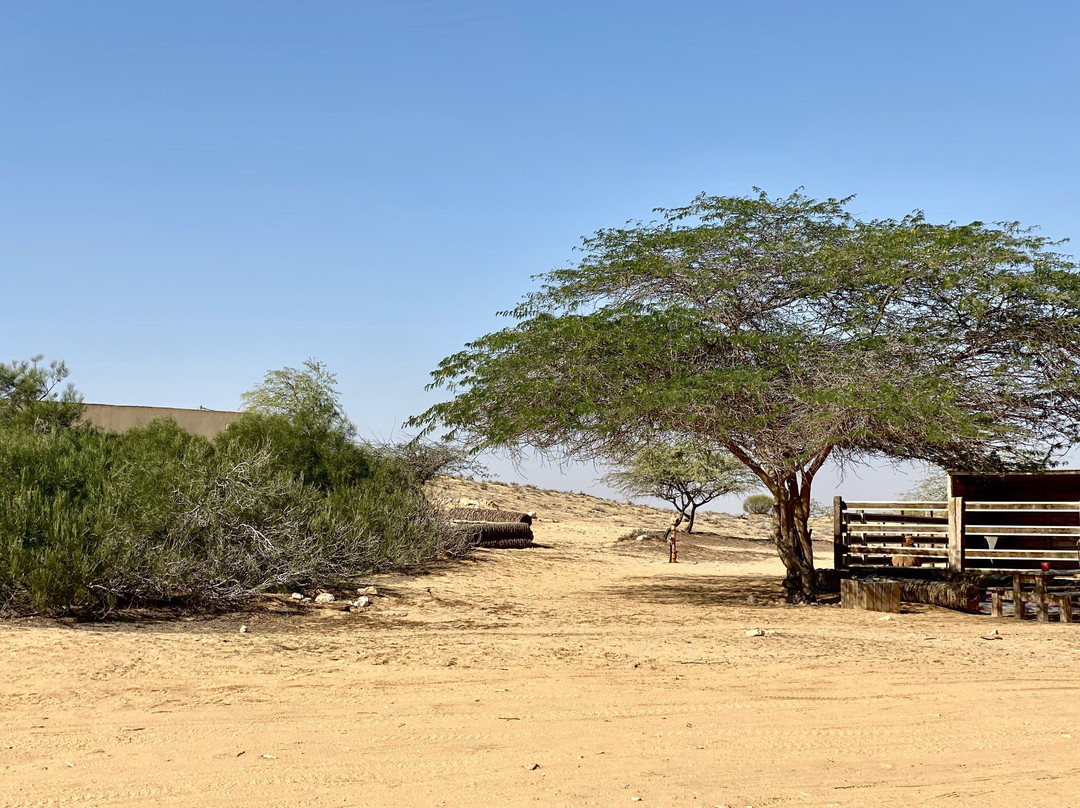 Negev Camel Ranch-Dimona必去景点