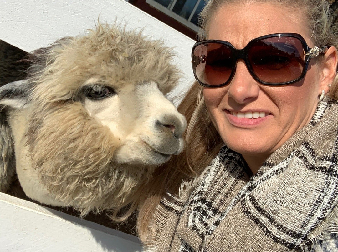 Bluebird Farm Alpacas-Peapack-Gladstone必去景点