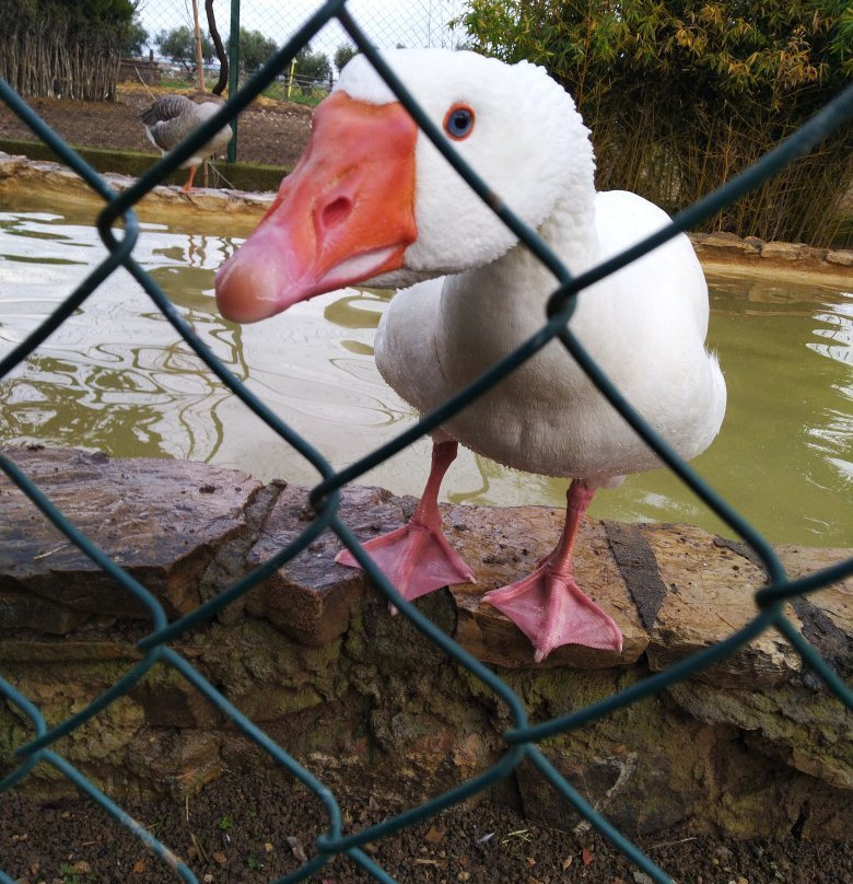 Fattoria Poggio Nebbia di Cedrini Sabrina主图