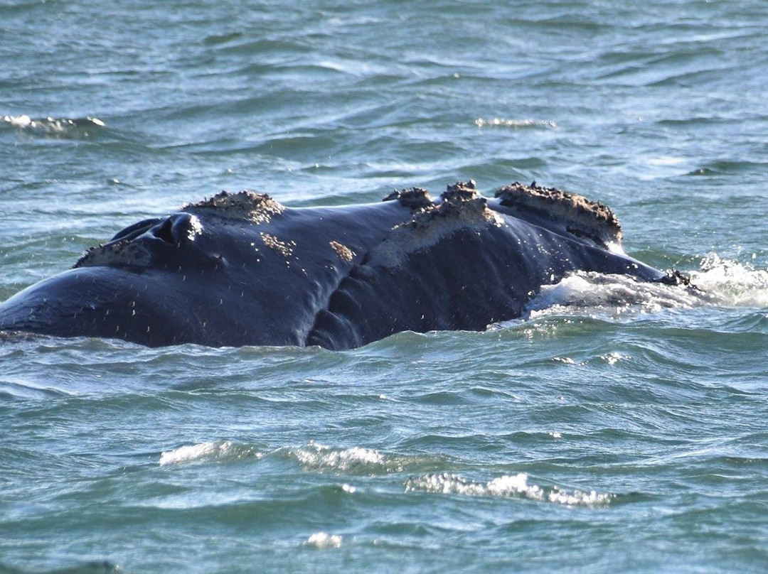 Cape Whale Coast-赫曼努斯必去景点