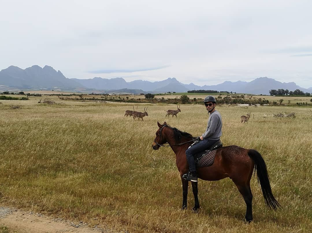 Horse Rides at Pete's-斯泰伦博斯必去景点