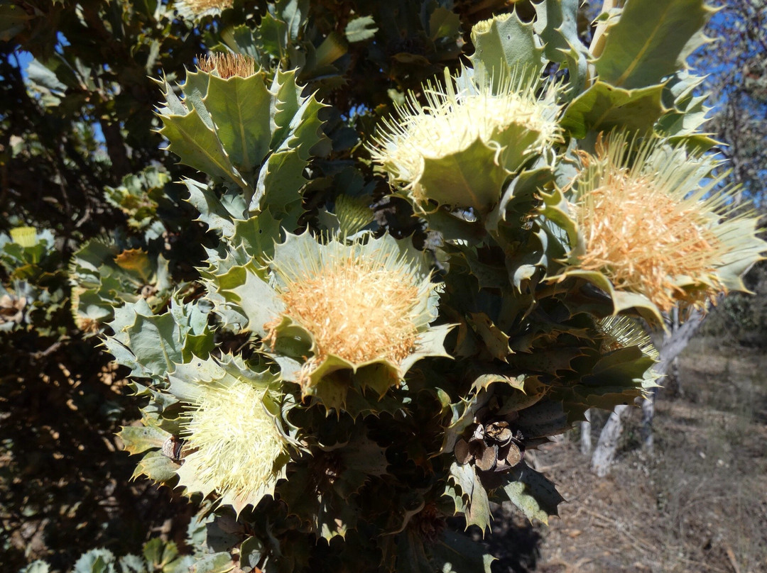 Boyagin Rock Nature Reserve