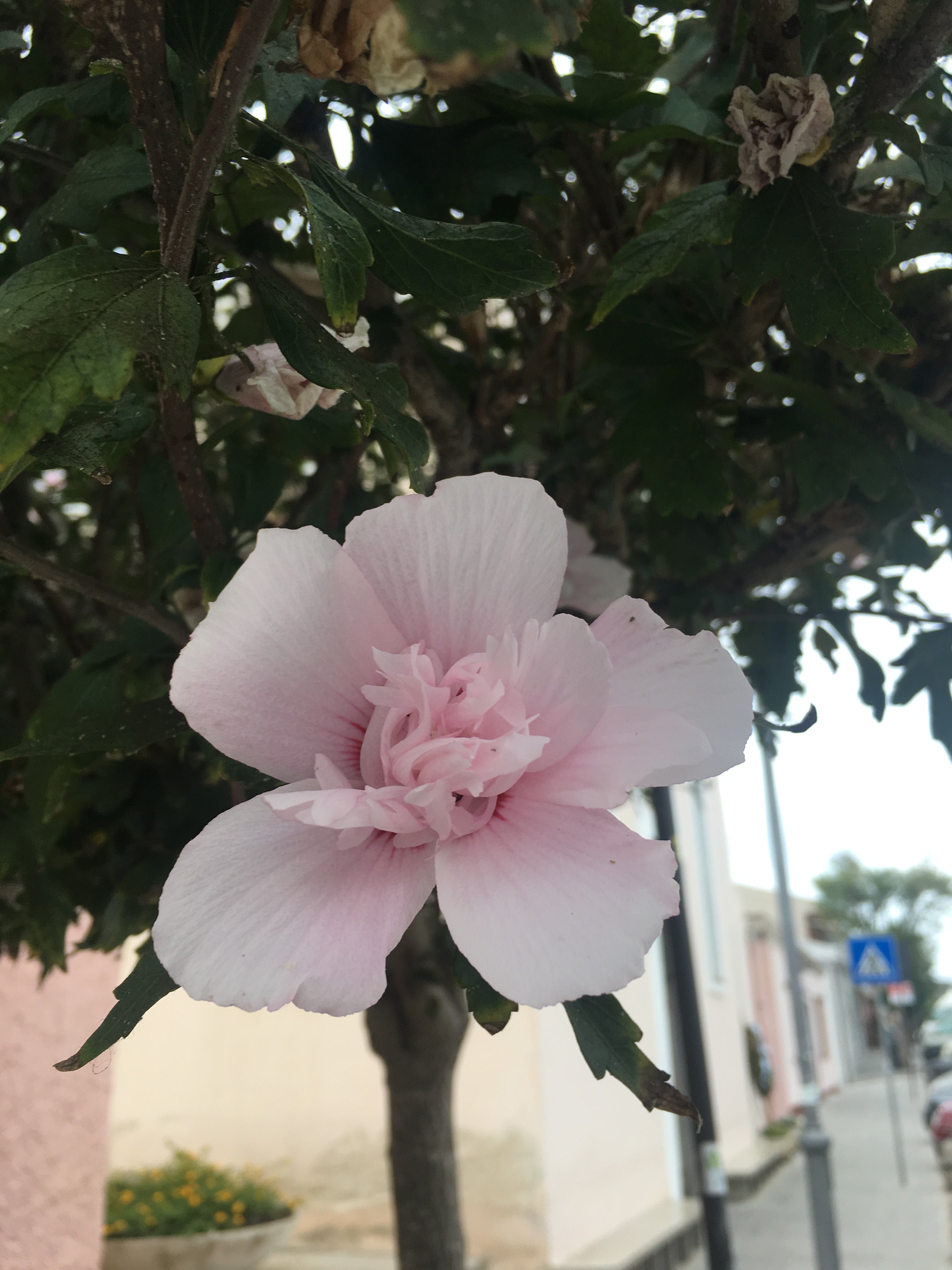 B&B Diana's-酒店景观