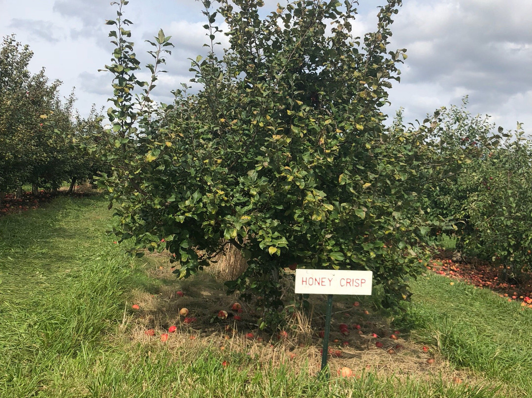 Applewood Orchard景点图片