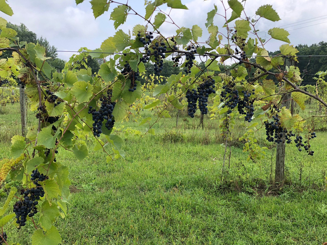 Linden旅游景点-Seven Lakes Vineyard