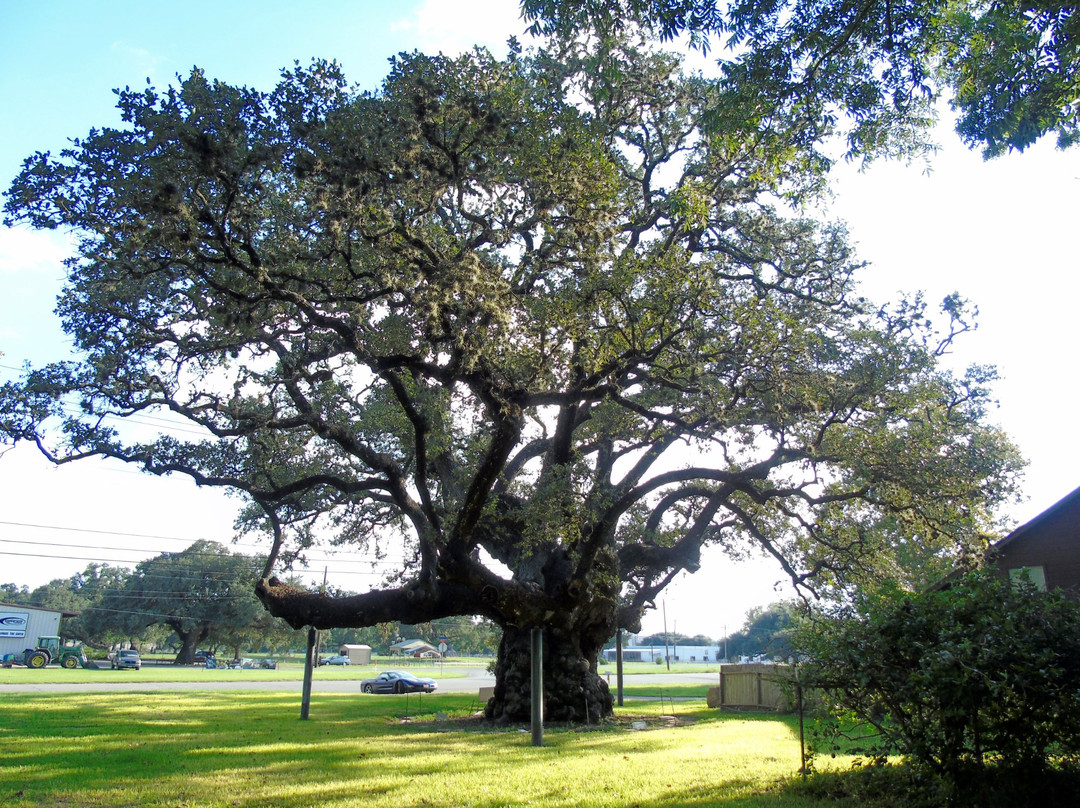 Largest Live Oak in Texas景点图片