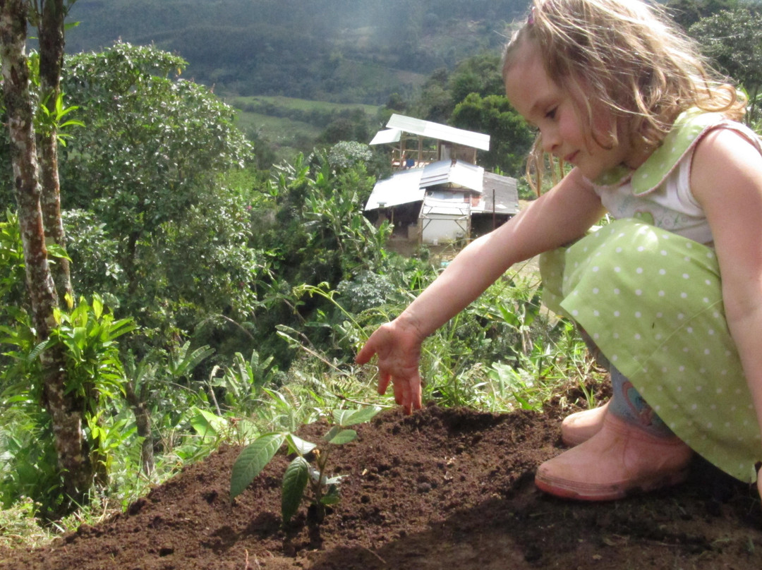Finca Don Eduardo Coffee Tour景点图片