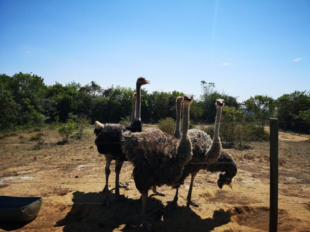 Parque Avestruz