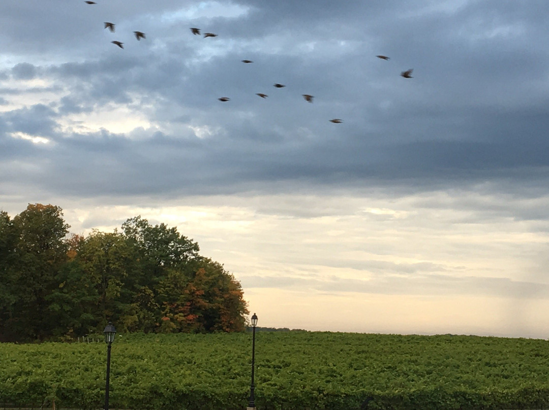 Vieni Estates Bed & Breakfast主图