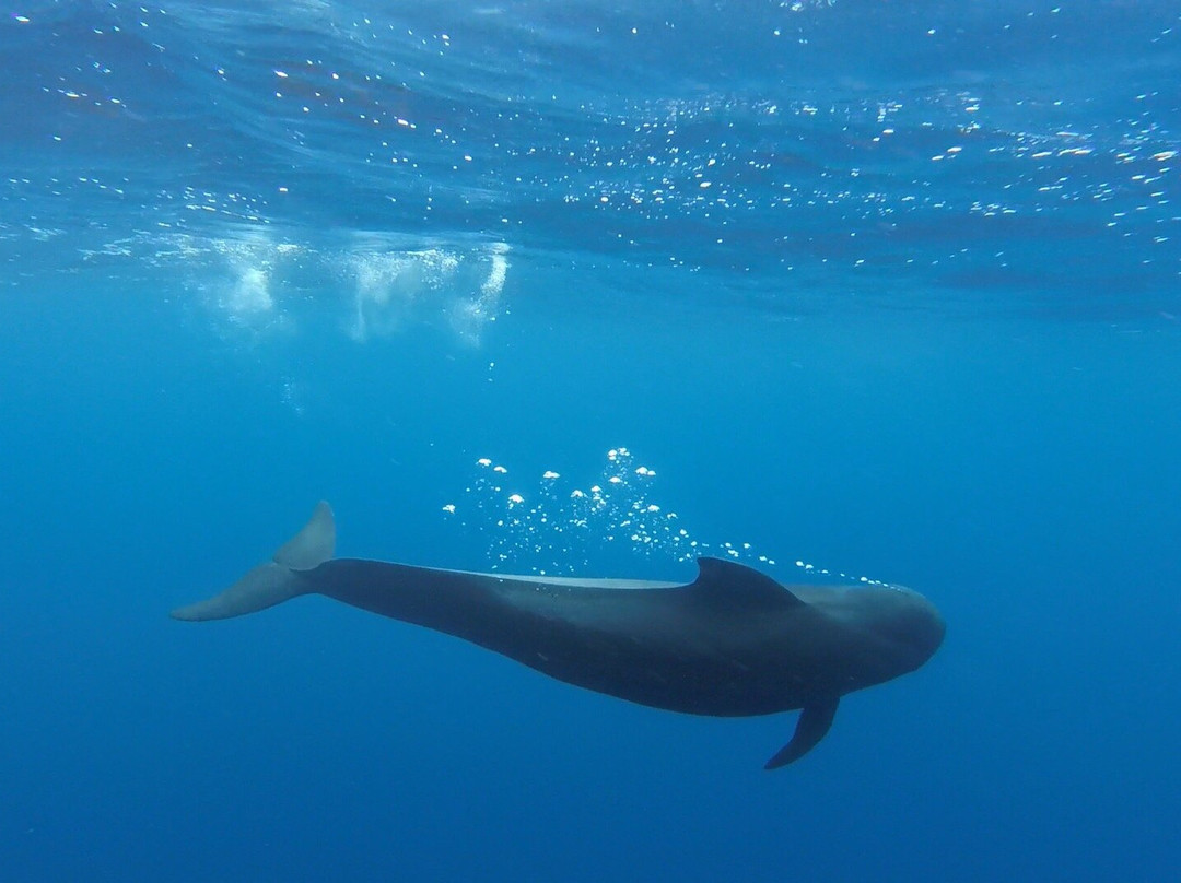 Oceansee-沙尔必去景点