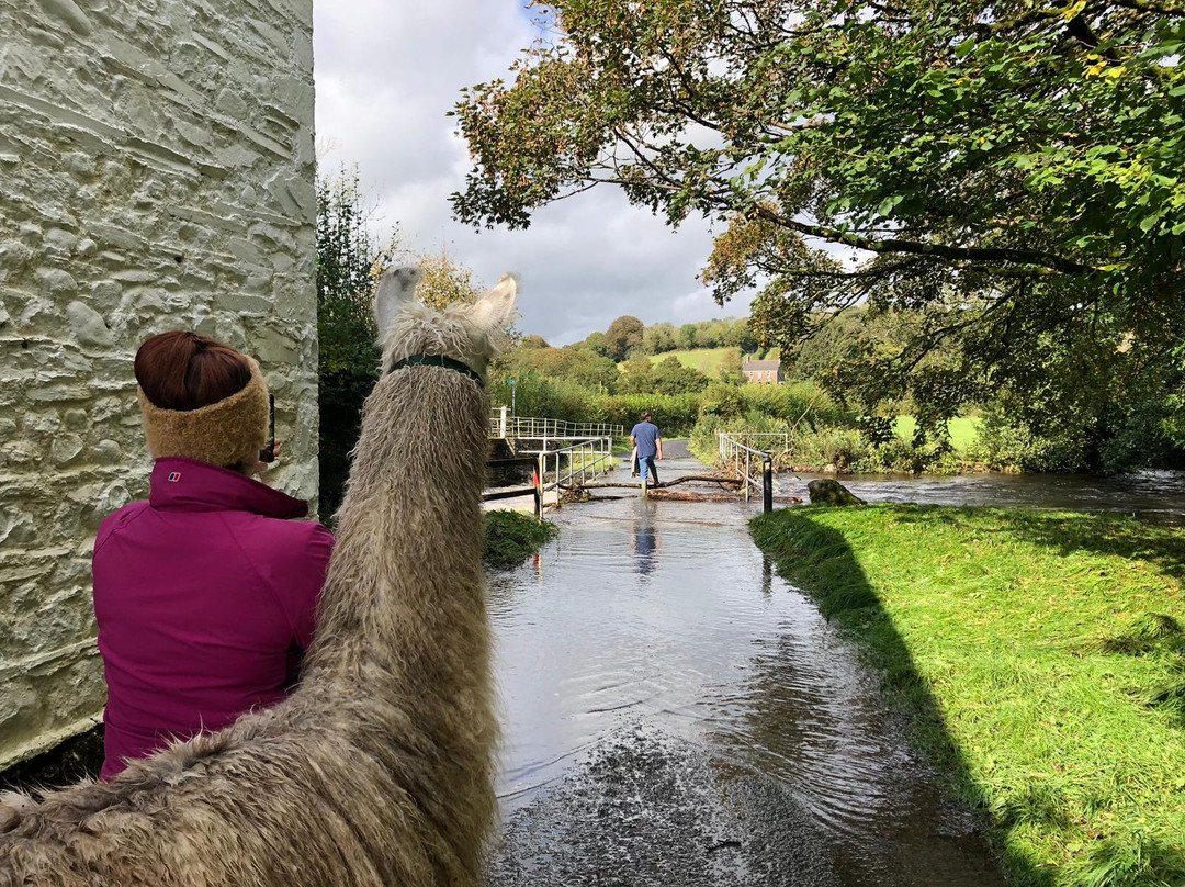 Pembrokeshire Llama Sanctuary景点图片