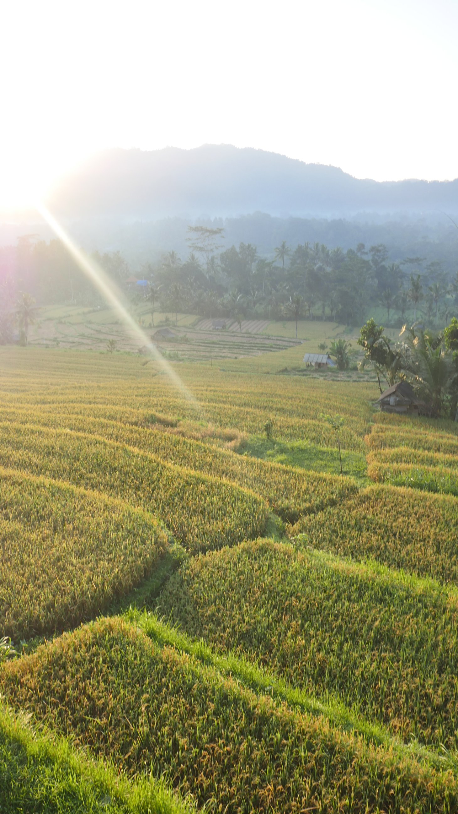 Bukit Luah Sidemen-酒店景观