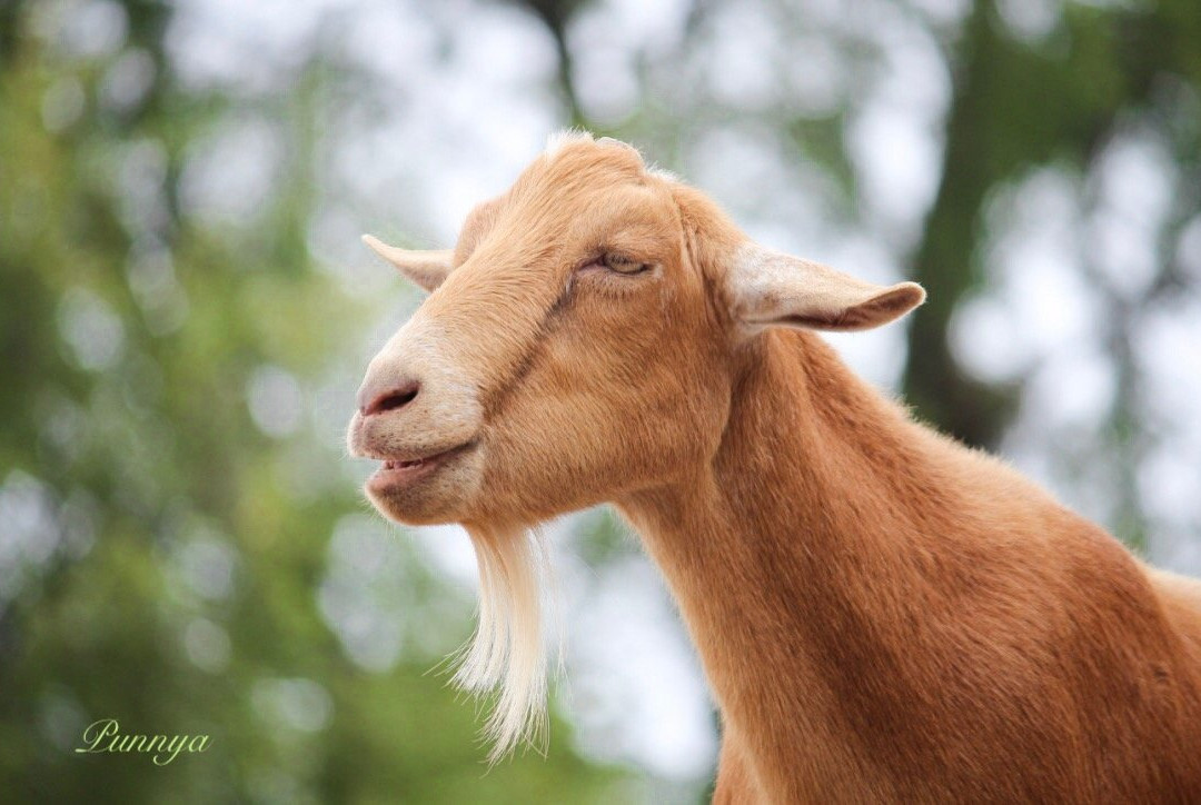 Washington Park Zoo-密歇根城必去景点