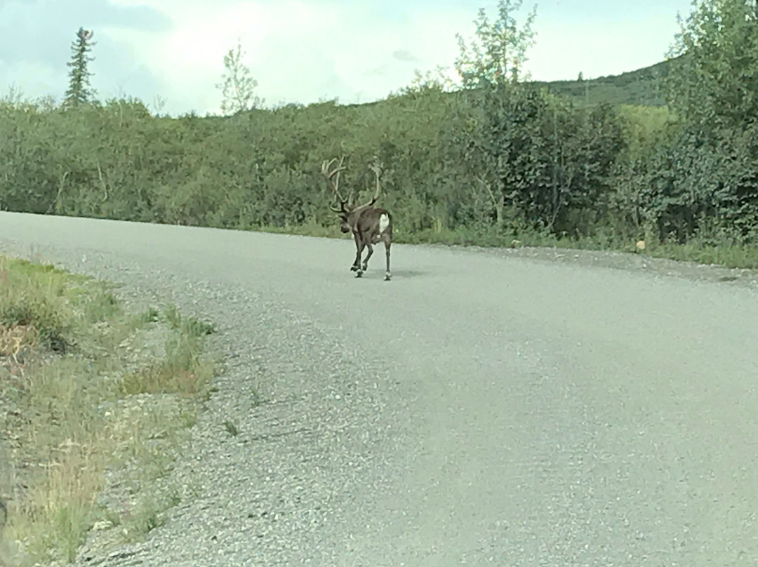 Denali State Park景点图片