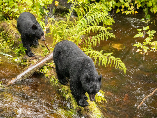 Kawanti Adventures-凯奇坎必去景点