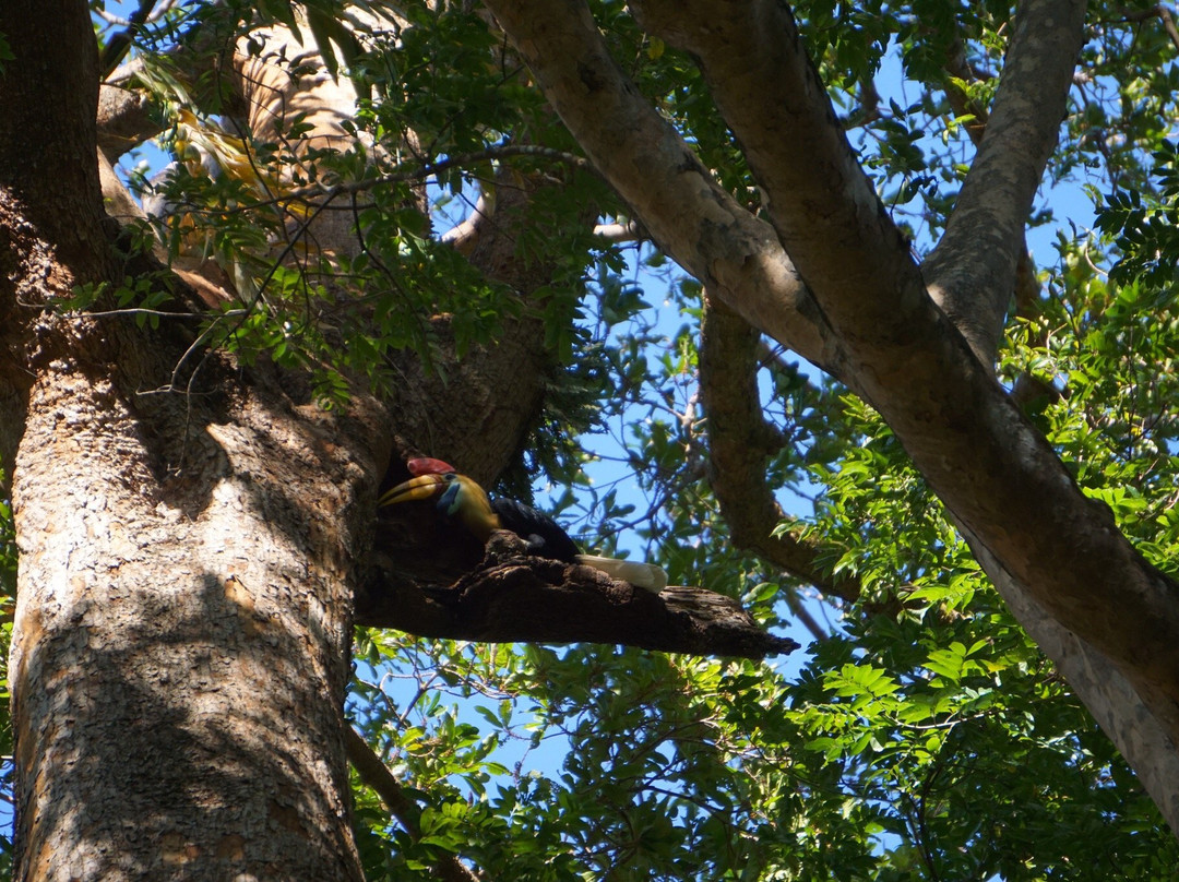 Tangkoko Research Station景点图片