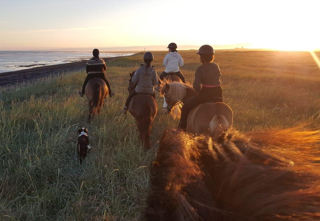 GobbiGobb Horse Center-Stokkseyri必去景点