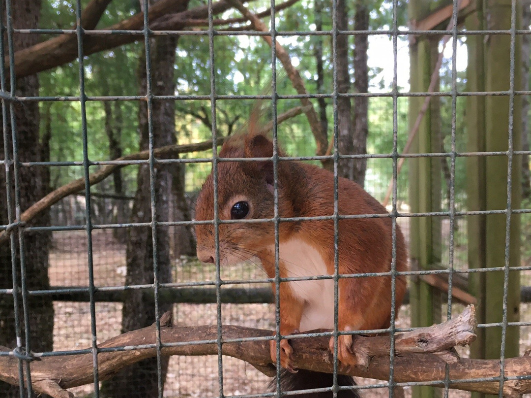 Parc Animalier de Gramat景点图片