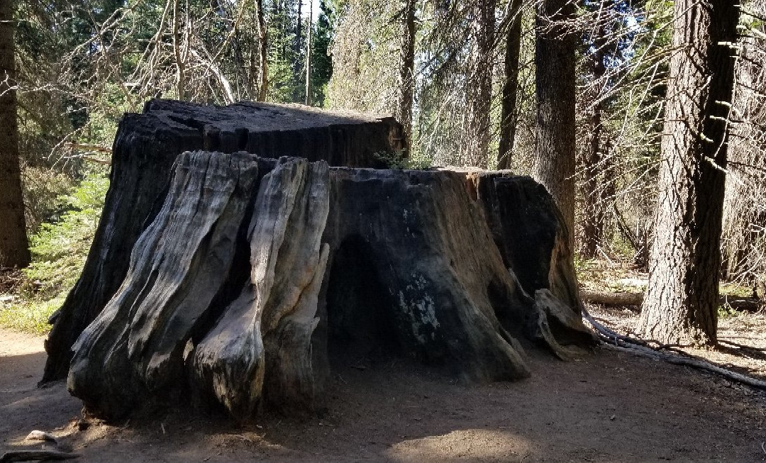 Big Stump Basin-红杉&国王峡谷国家公园必去景点