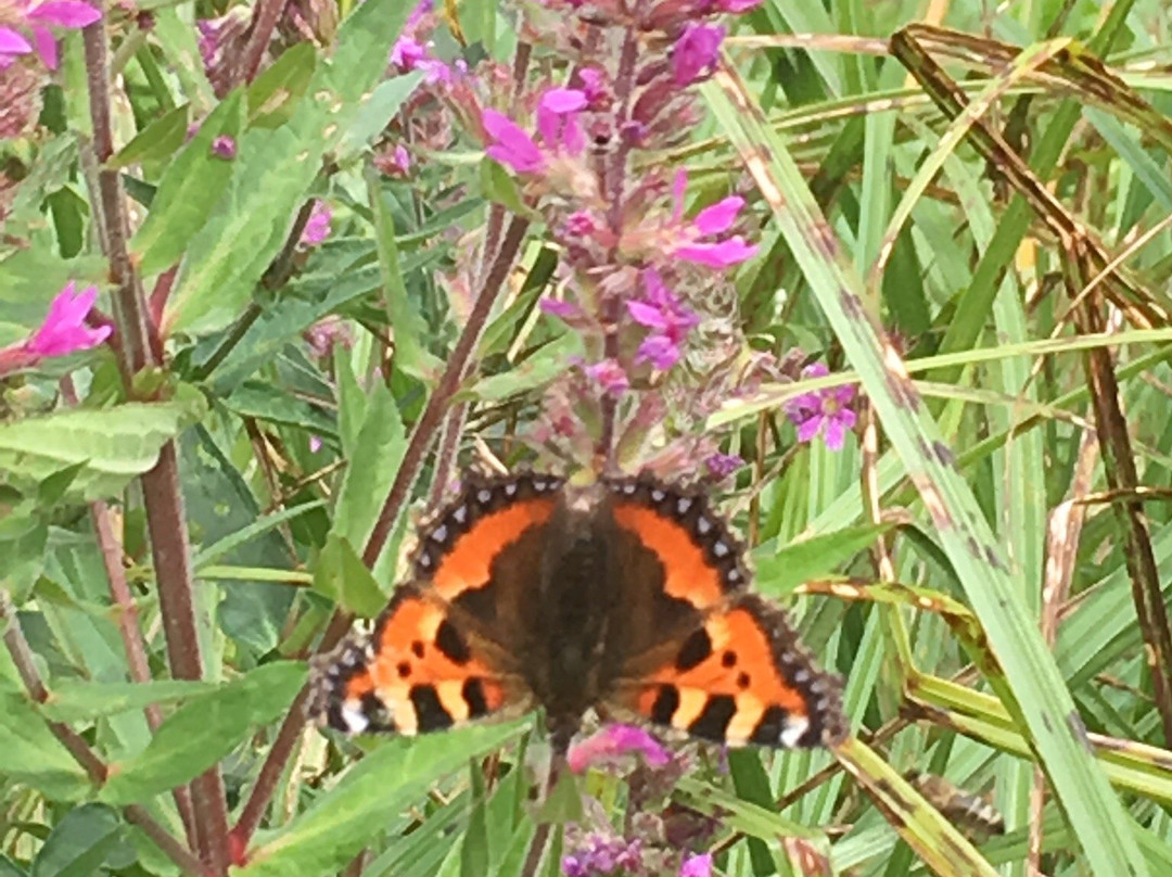 RSPB Rye Meads Nature Reserve景点图片