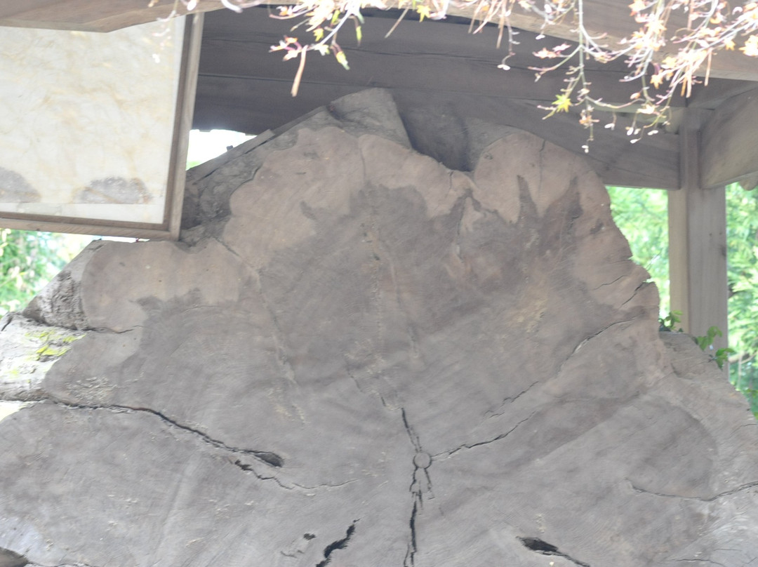 Zuiganji Temple-德岛市必去景点