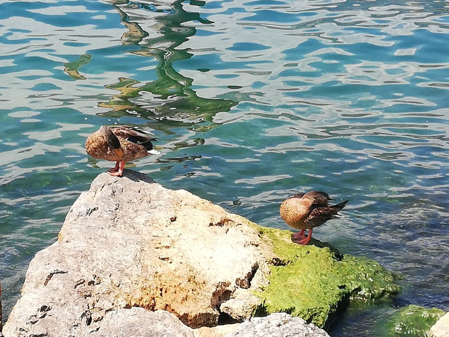 Hotel Villa Beatrice主图